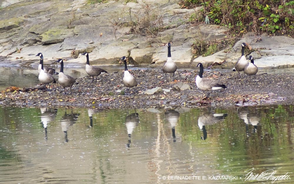 geese reflecting
