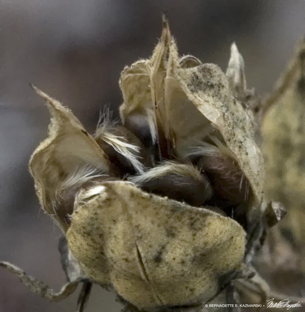 macro photo of rose of sharon seeds