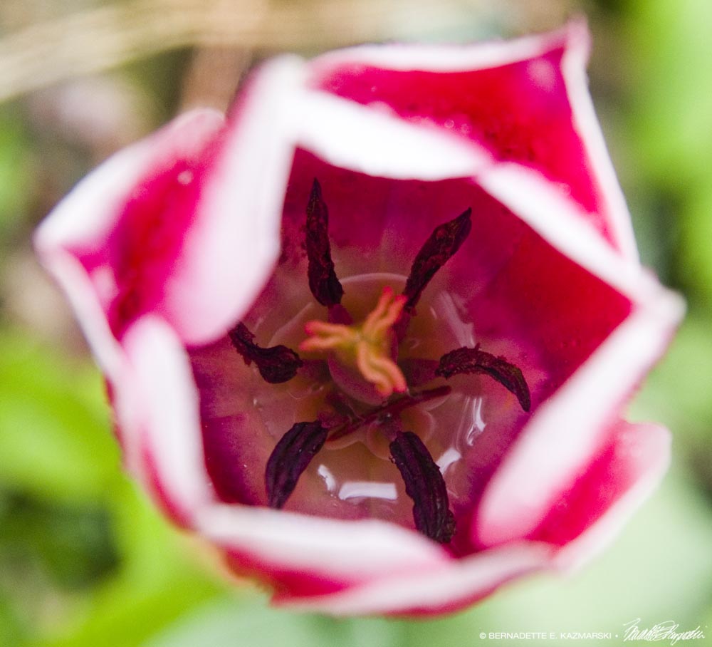 red and white tulip with water inside