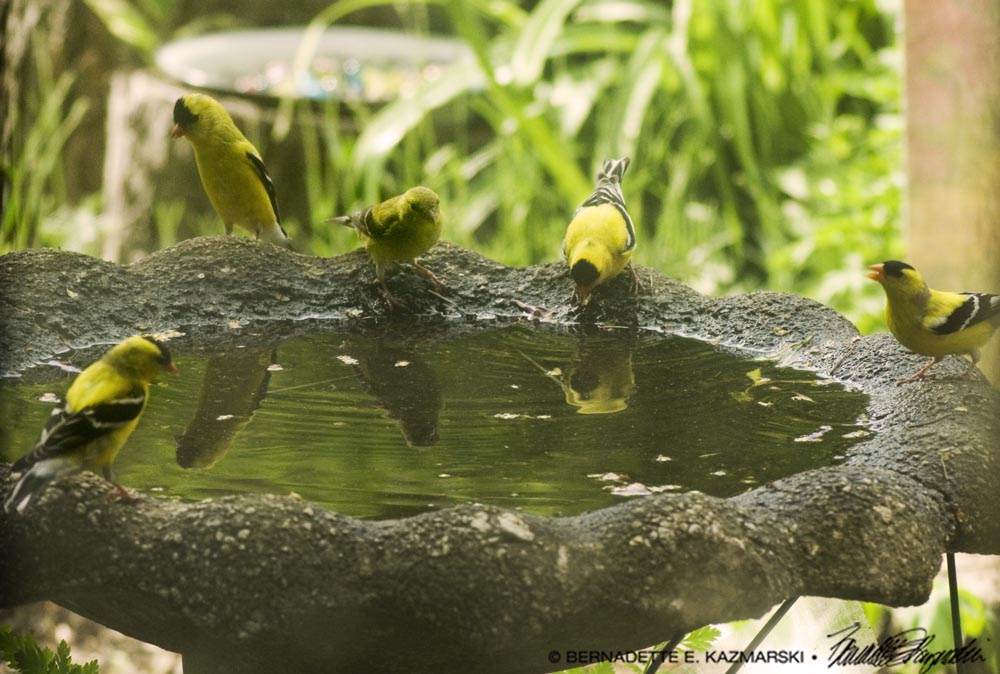 goldfinches at birdbath