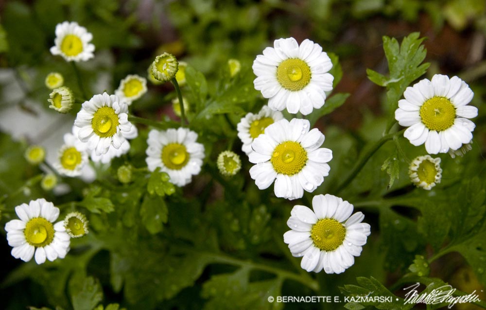 feverfew flowers with raindrops
