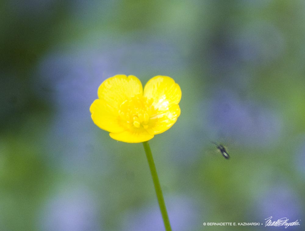 buttercup and bee