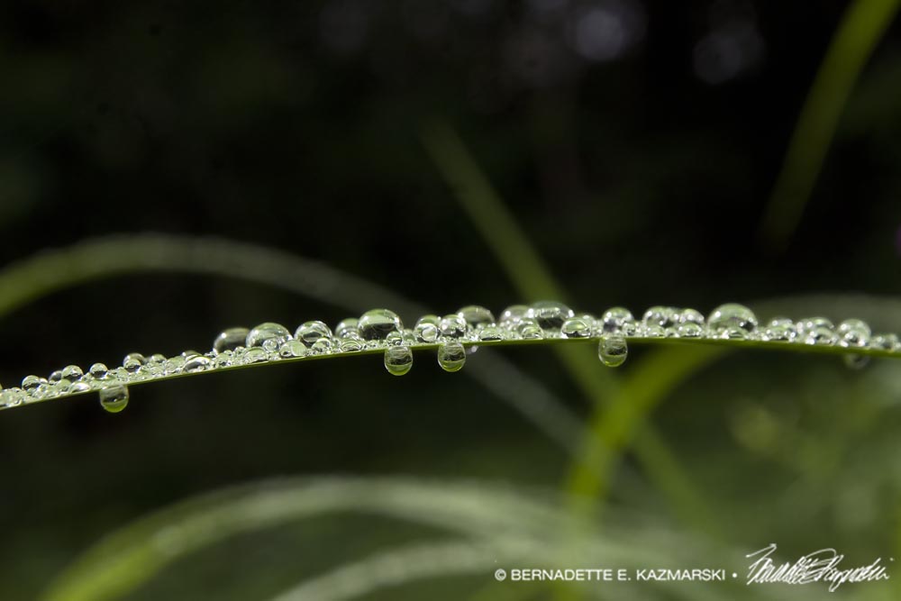 droplets of water on leaf