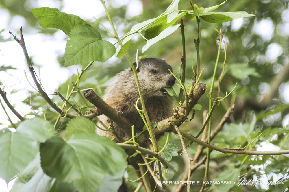 groundhog in tree