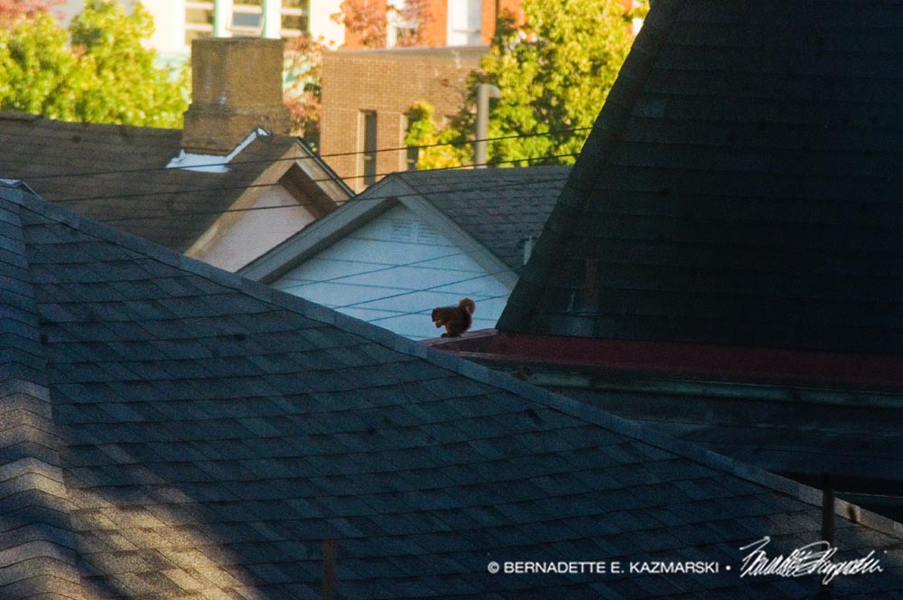 The Squirrel on the Roof