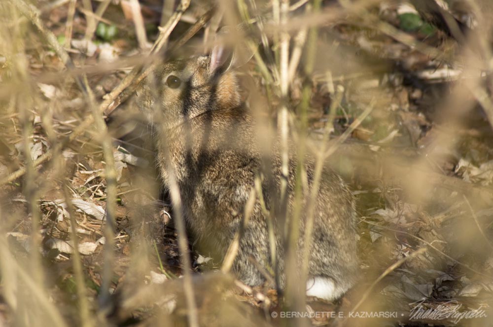 cottontail rabbit in brush camouflaged
