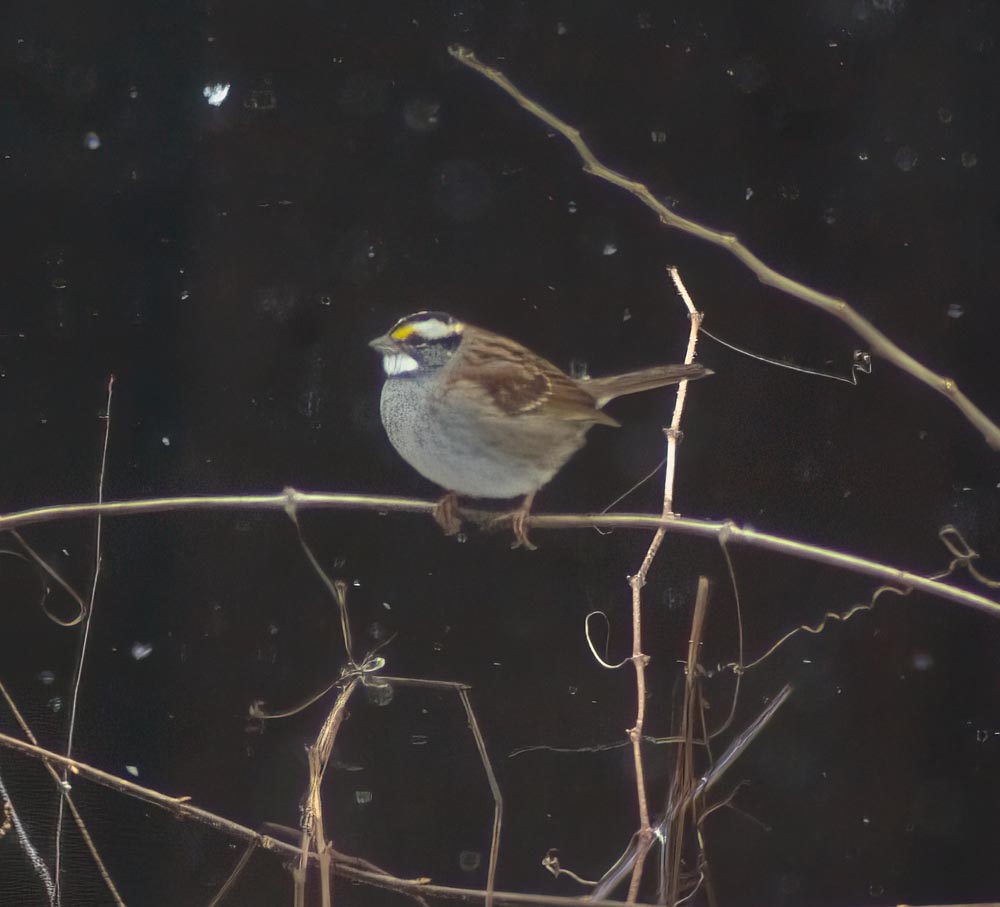 white-throated sparrow in snow