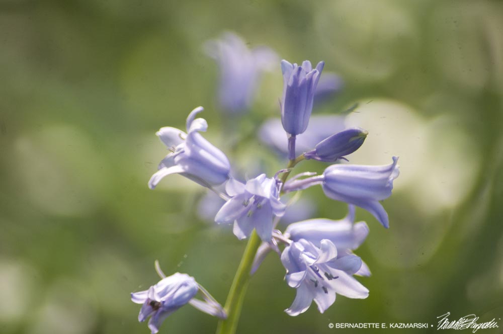 Bluebells Are Ringing