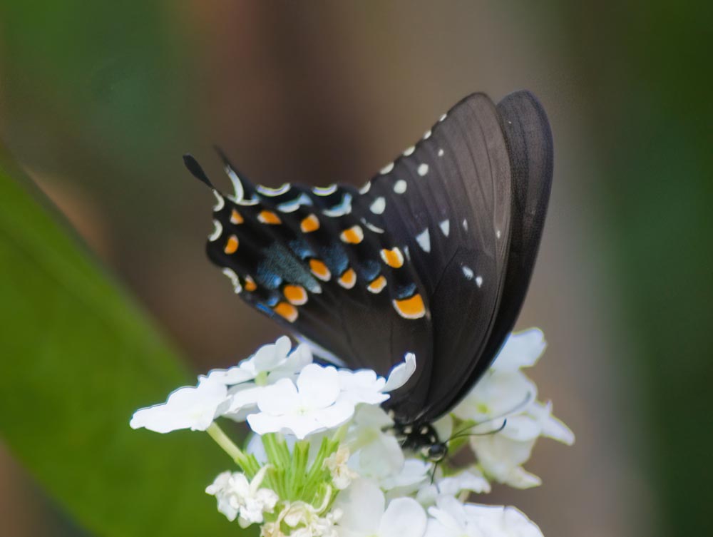 black phase tiger swallowtail