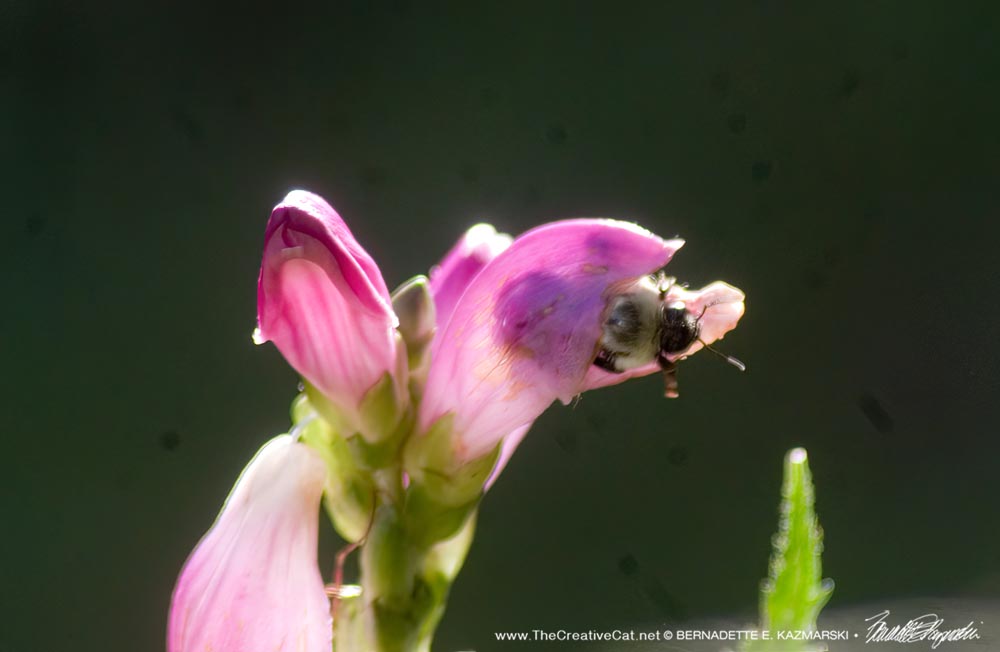 bumblebee in rose turtlehead