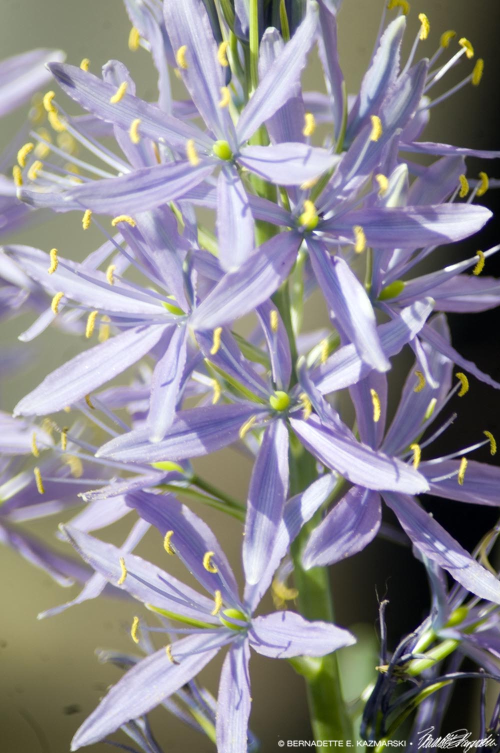 blue camassia flowers