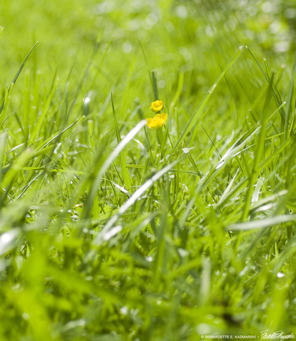 a pair of buttercups in grass