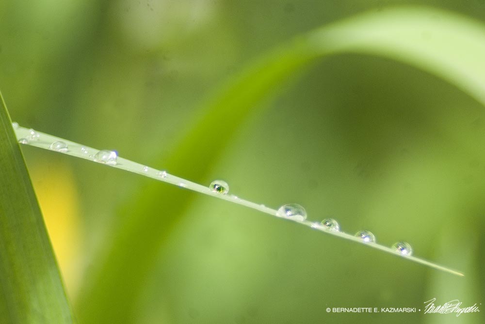 Droplets on Hold