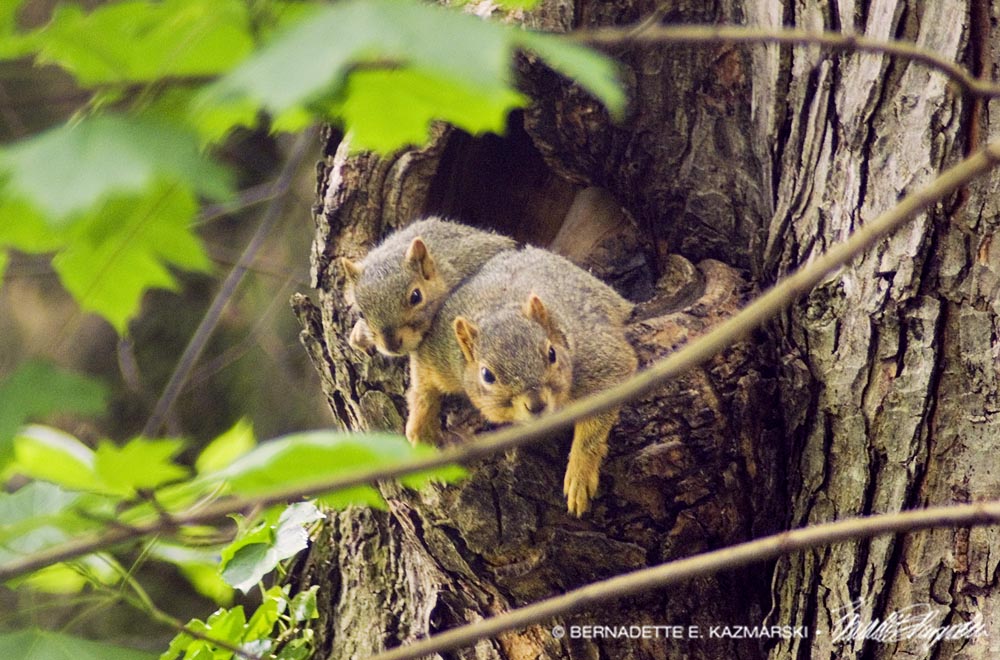 two squirrels in tree