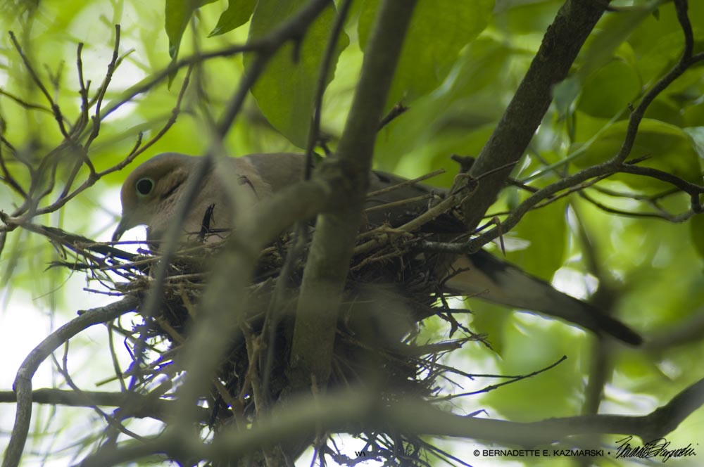 Devoted Dove