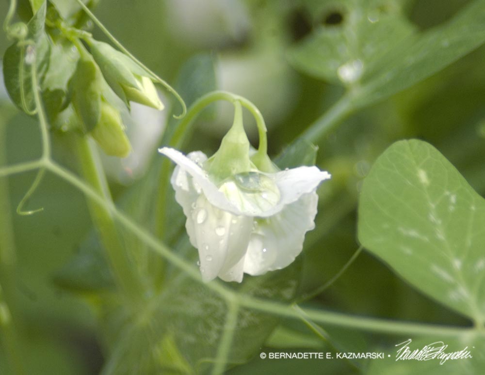 A Drop of Rain Held by a Blossom