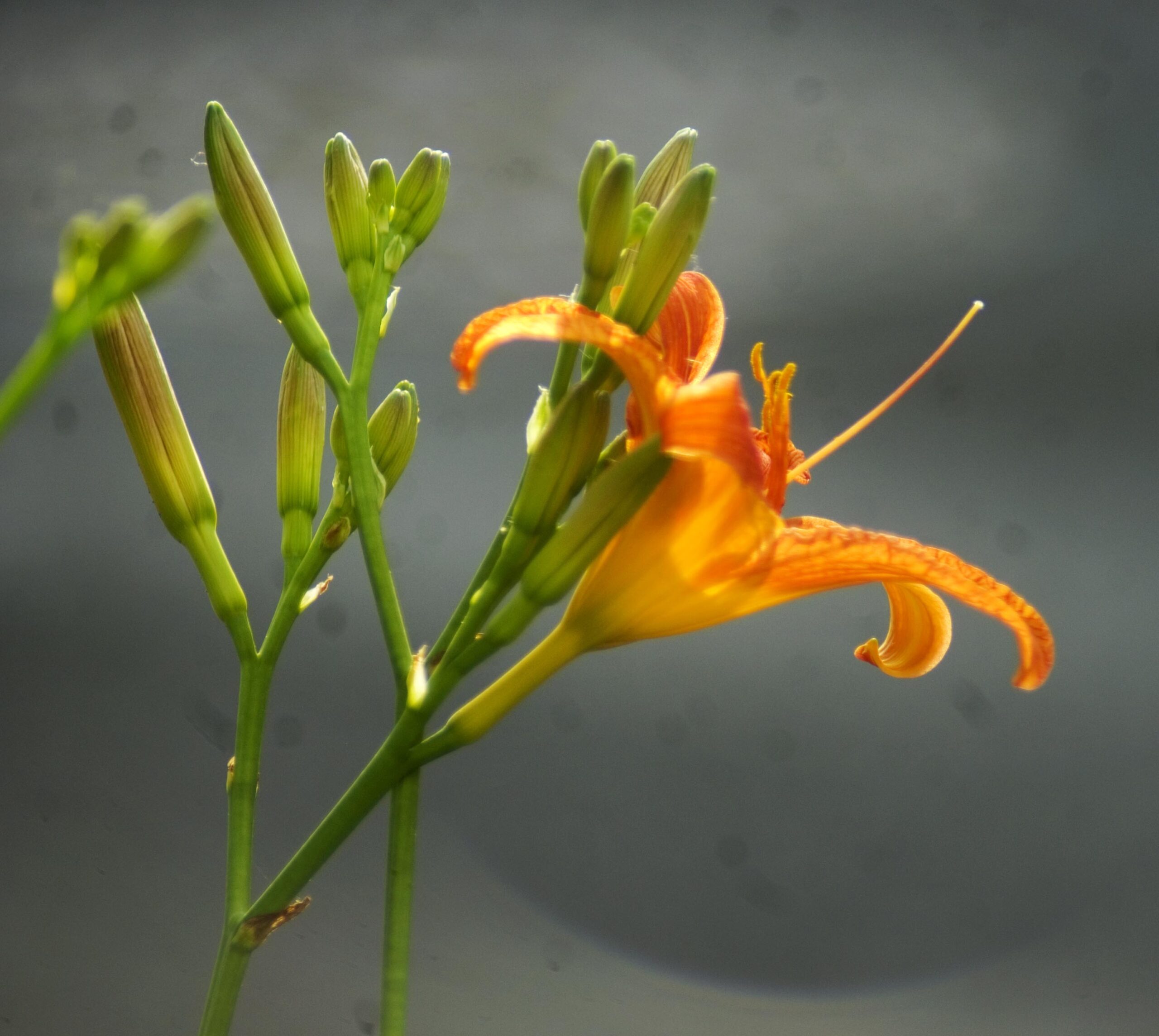 The first daylily.