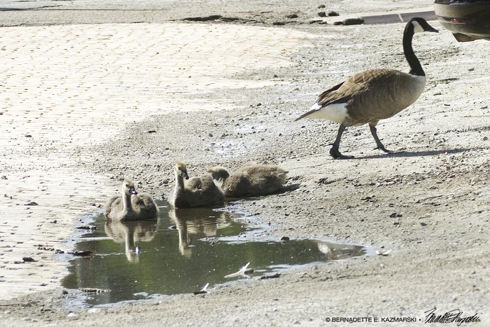 Don't Leave That Puddle!