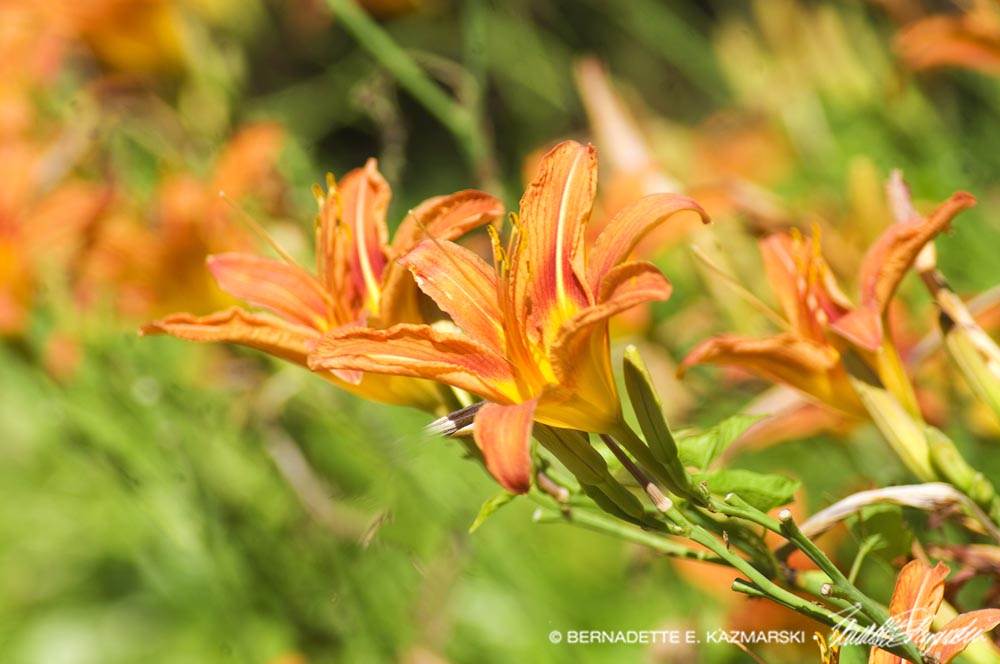 Daylilies
