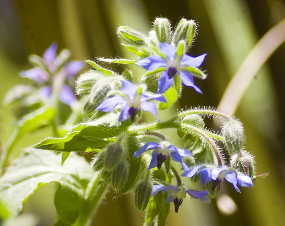 Borage Blossoms