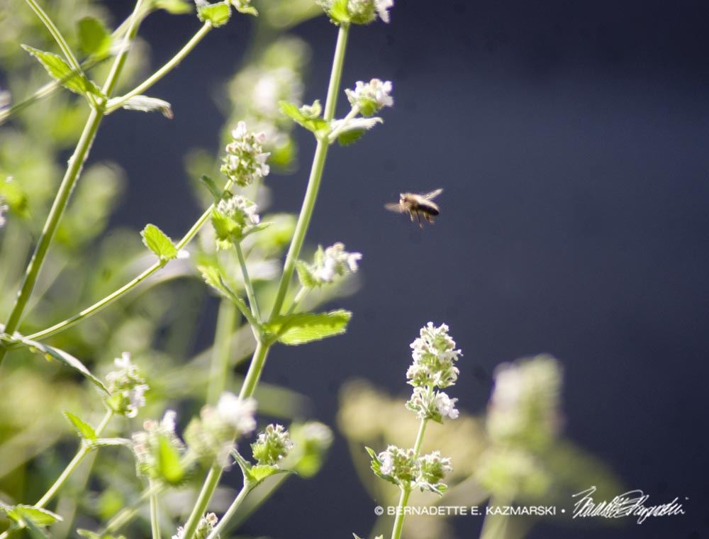 Yay for Pollinator Plants