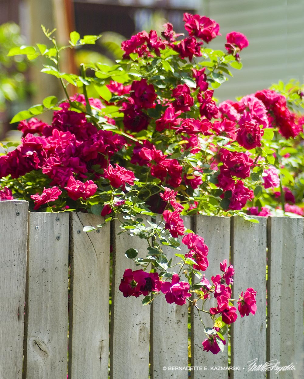 Roses Peeking Over a Fence