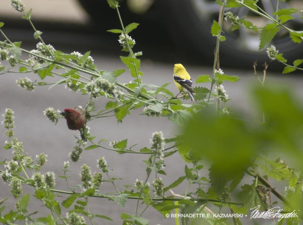 House finch and goldfinch in the catnip at dawn.