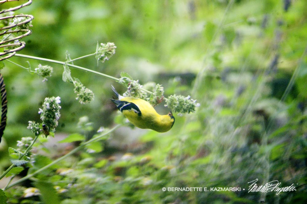 Goldfinch upside down.