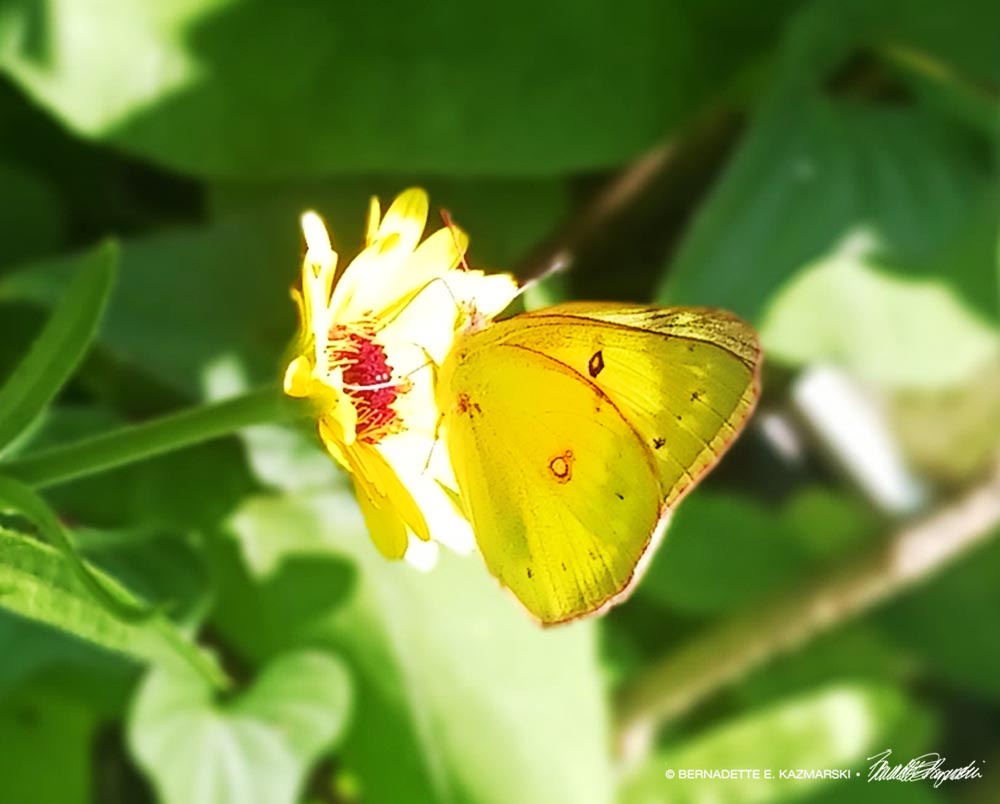 Clouded Sulfur Butterfly