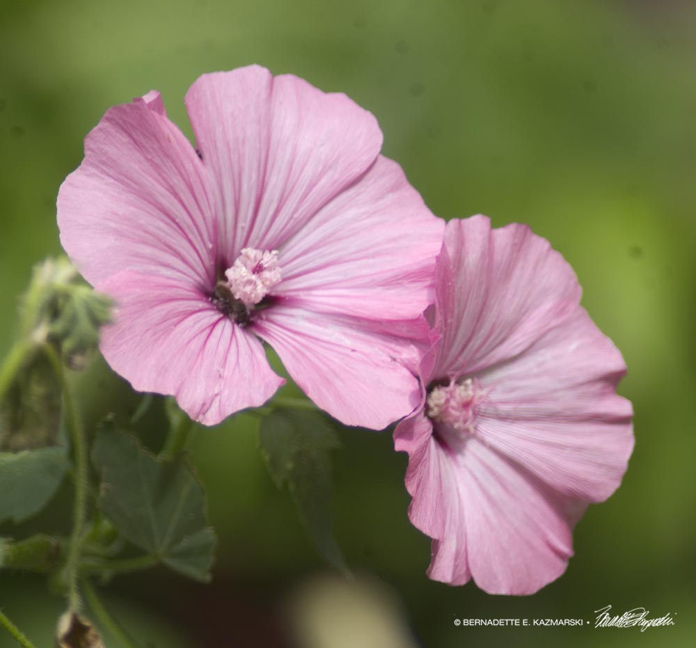 Mellow Mallow