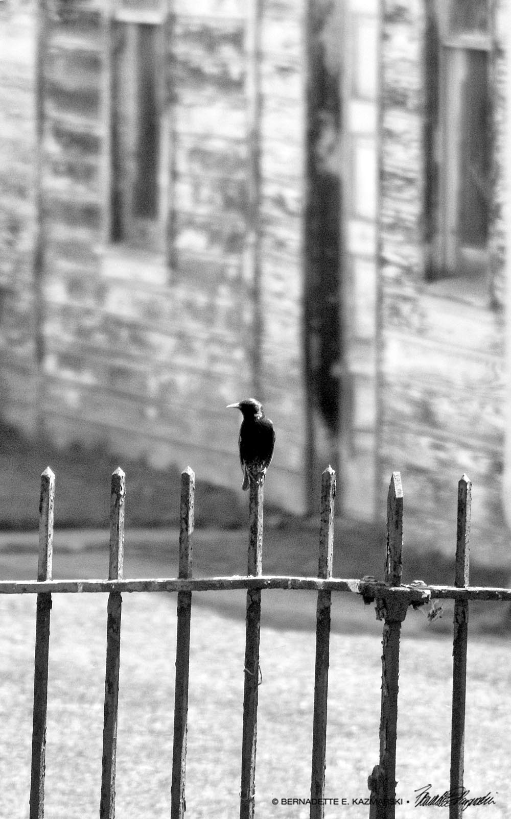 The Starling