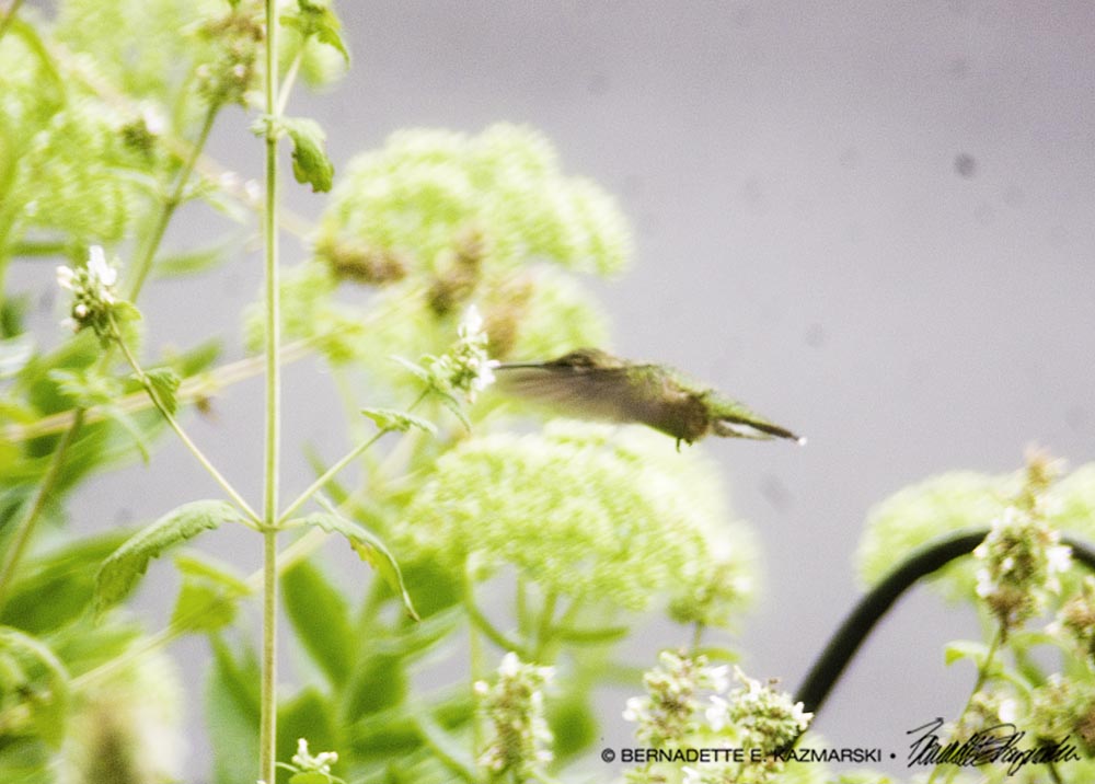 A Hummingbird in the Catnip!
