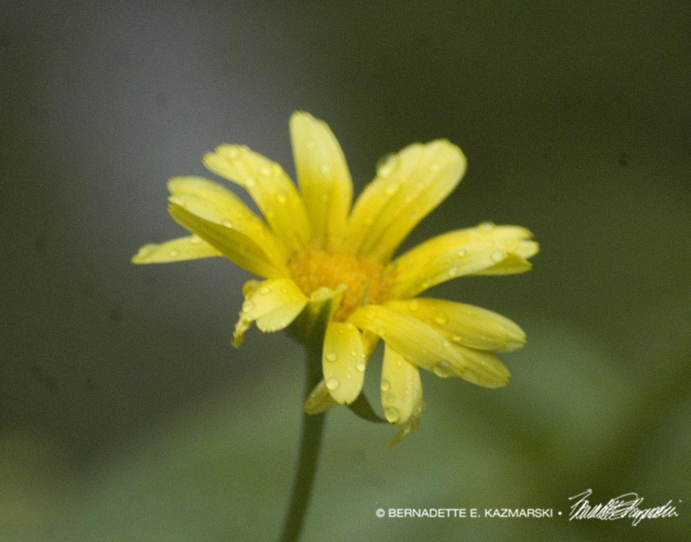 Catching Raindrops