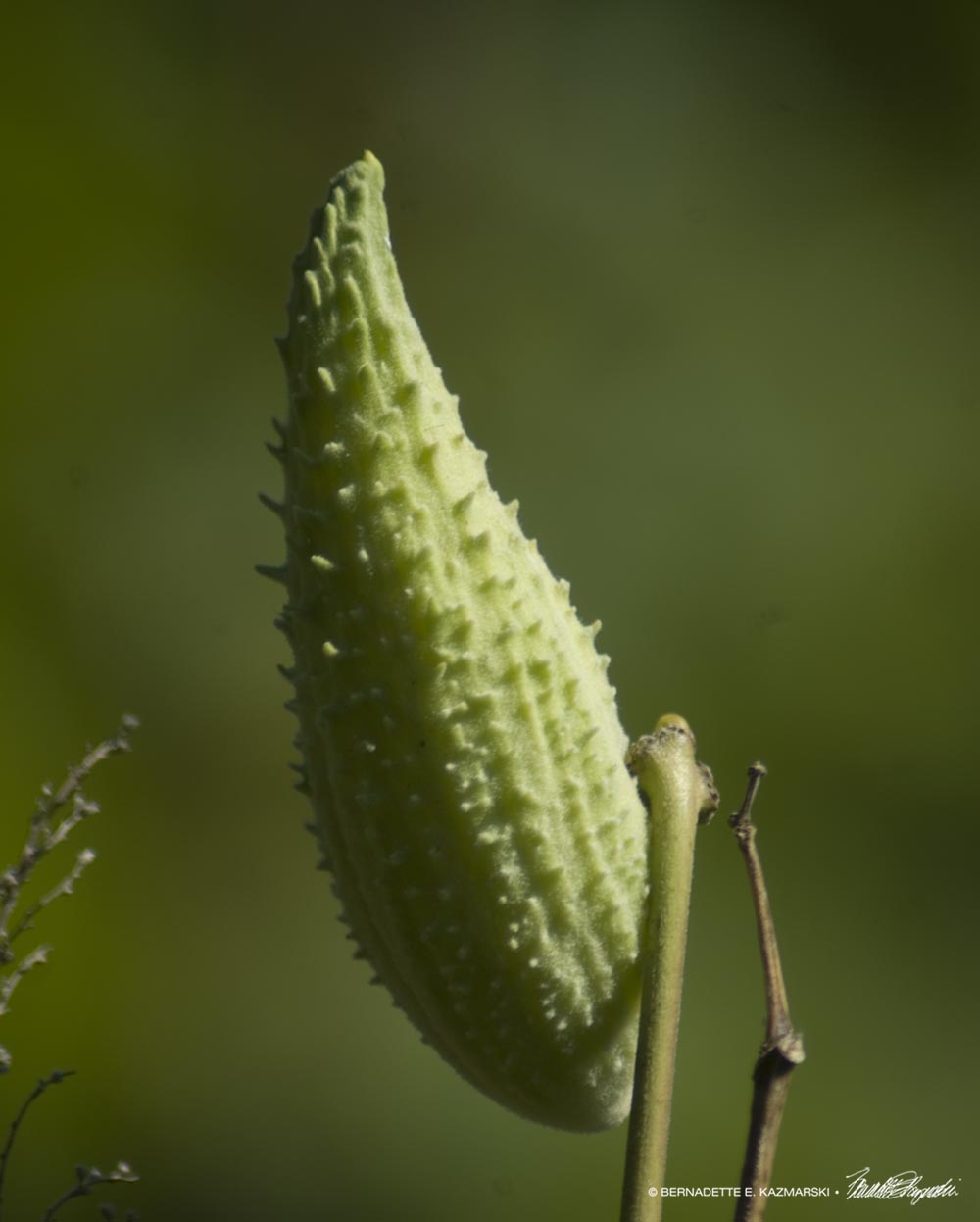 Milkweed Makes a Stand