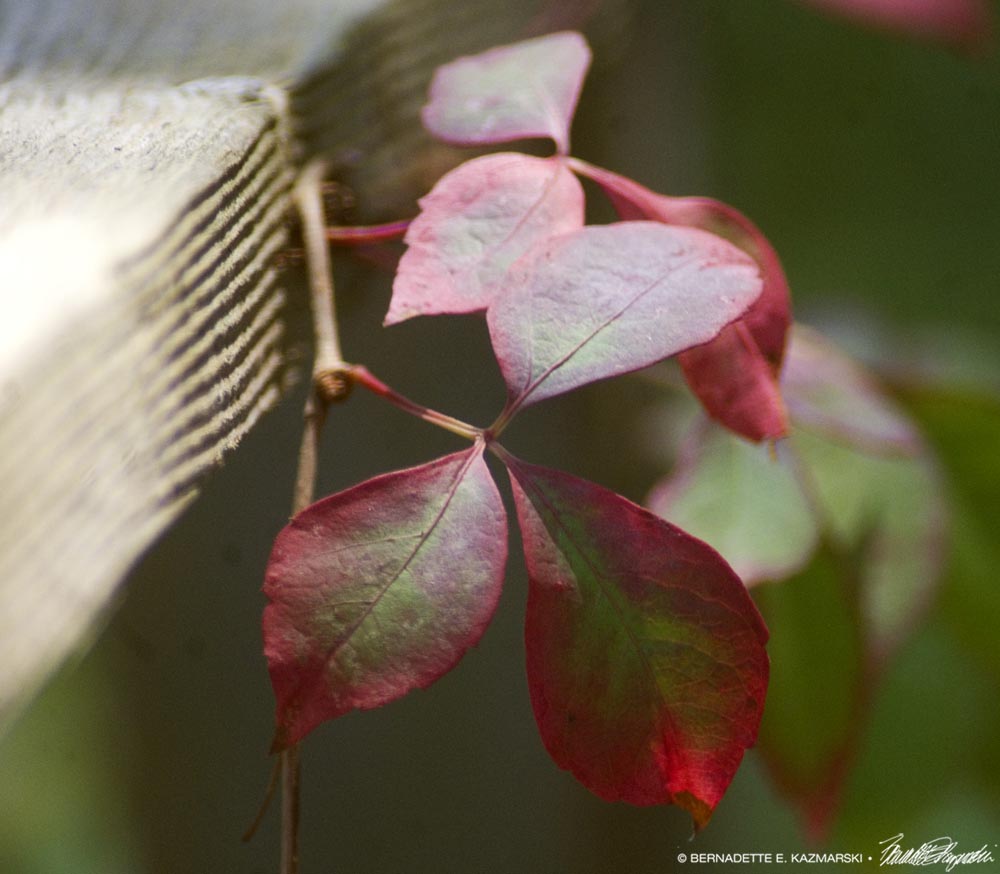 Adaptable Red