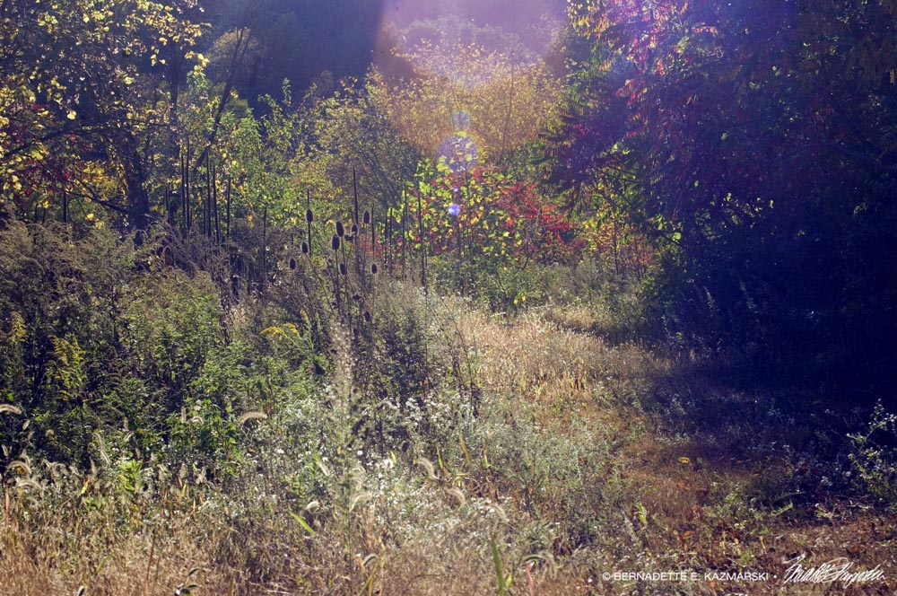 Burnished Autumn Haze