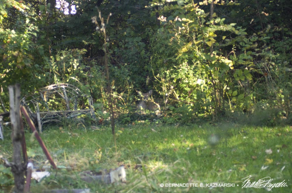 Find the Deer in This Picture